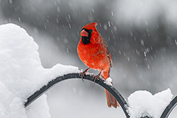 Photos Cardinal